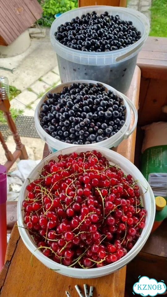 Смородина фото 2