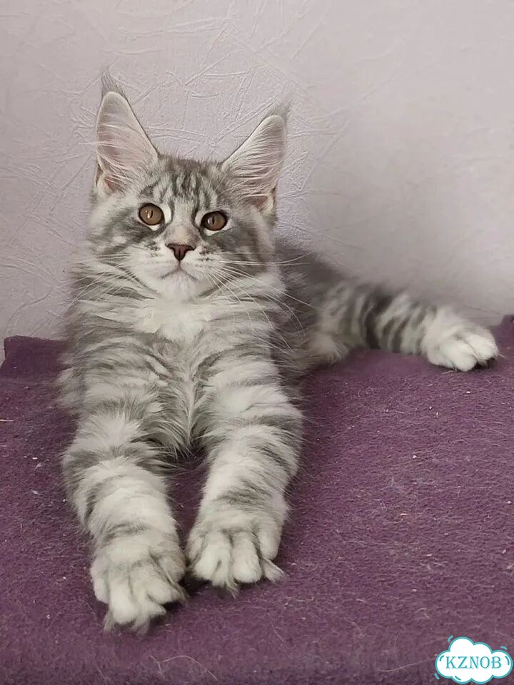 Мейн-кун котёнок фото 2