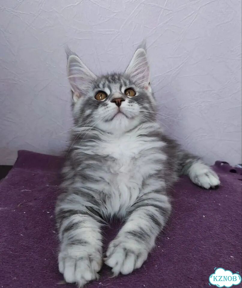 Мейн-кун котёнок фото 3
