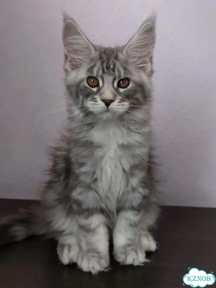 Мейн-кун котёнок фото 4