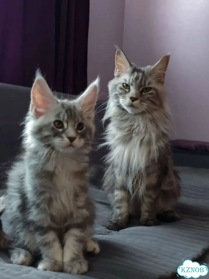 Мейн-кун котёнок фото 5