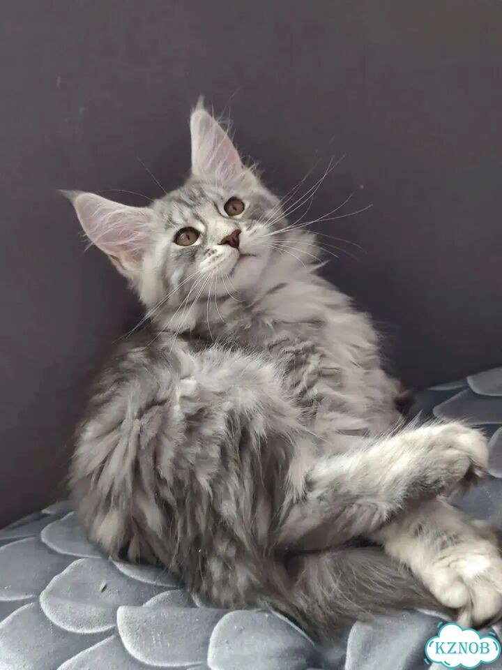 Мейн-кун котёнок фото 6