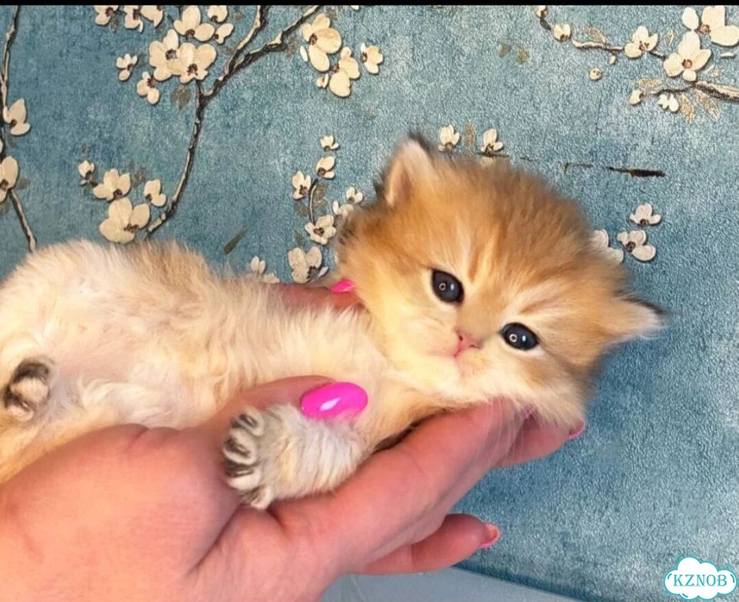 Британский короткошёрстный котёнок фото 2