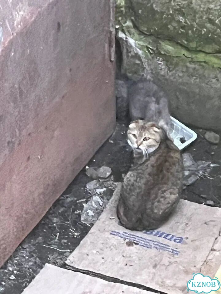 Шотландская вислоухая короткошёрстная, взрослая кошка фото 1
