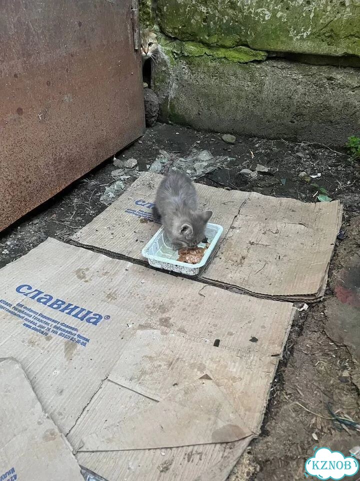 Шотландская вислоухая короткошёрстная, взрослая кошка фото 3