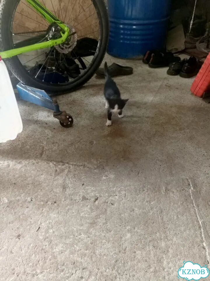 Котёнок в добрые руки фото 1