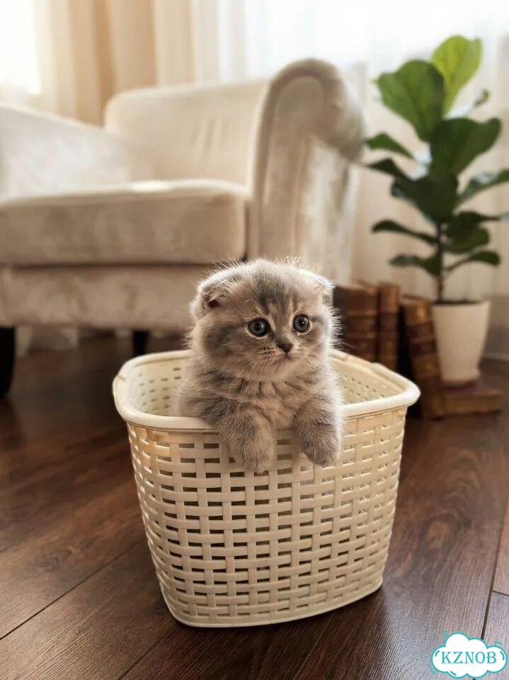 Шотландский вислоухий длинношёрстный котёнок фото 1