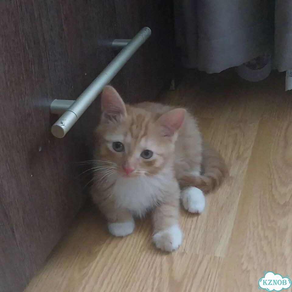 Котёнок в добрые руки фото 1