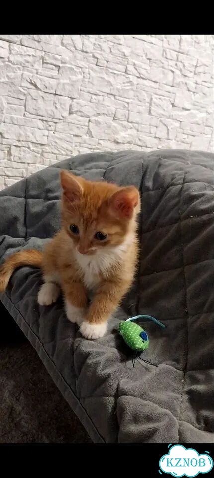 Котёнок в добрые руки фото 2