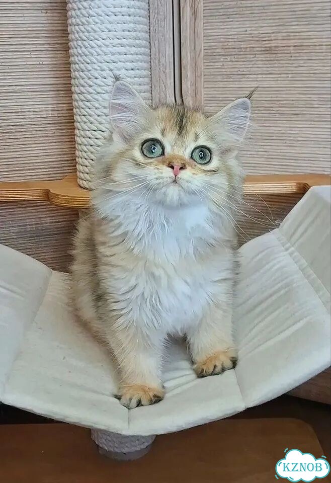 Шотландский прямоухий длинношёрстный котёнок фото 1