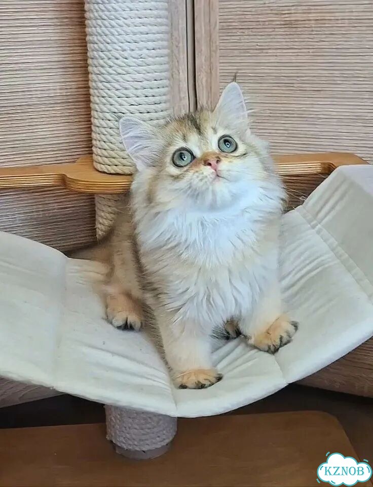 Шотландский прямоухий длинношёрстный котёнок фото 2