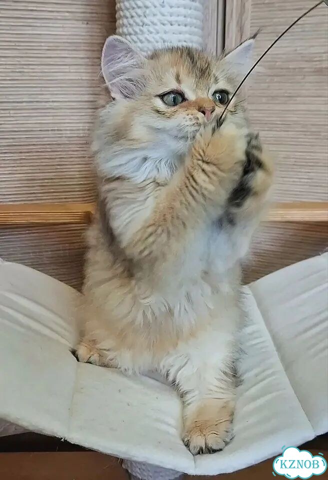 Шотландский прямоухий длинношёрстный котёнок фото 3