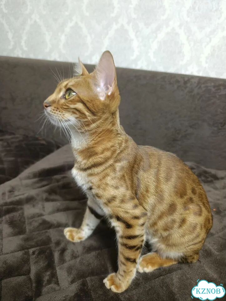 Бенгальский котёнок фото 2