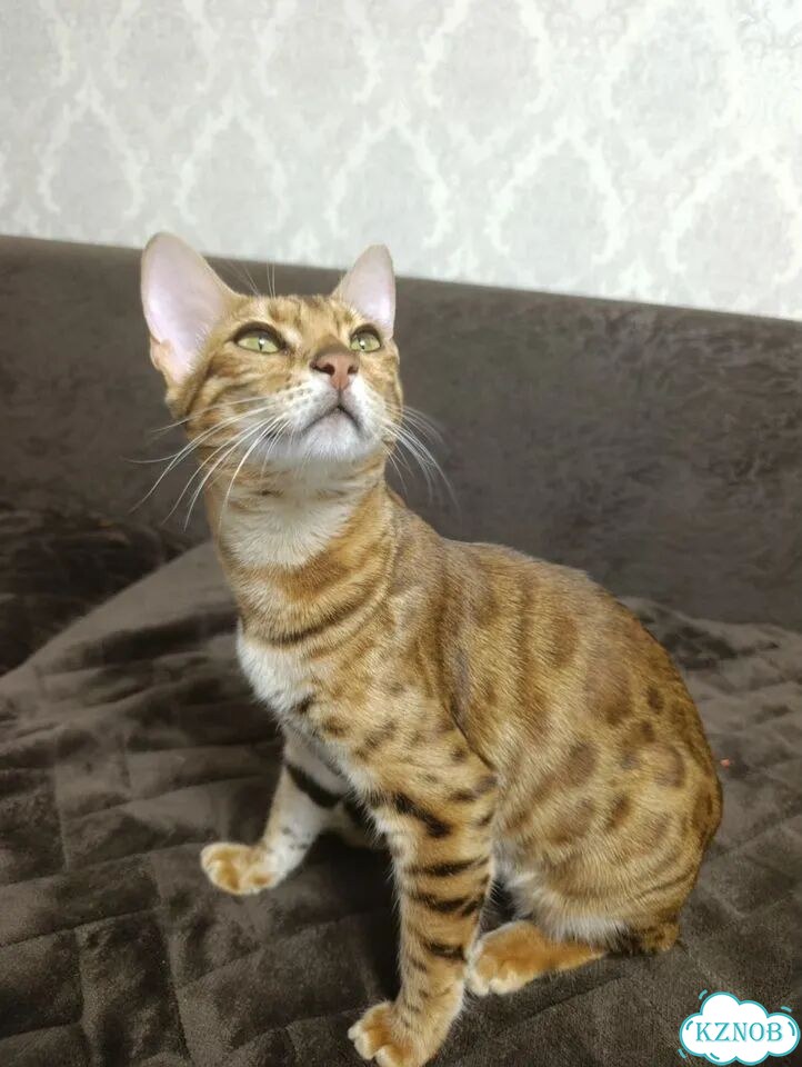 Бенгальский котёнок фото 3