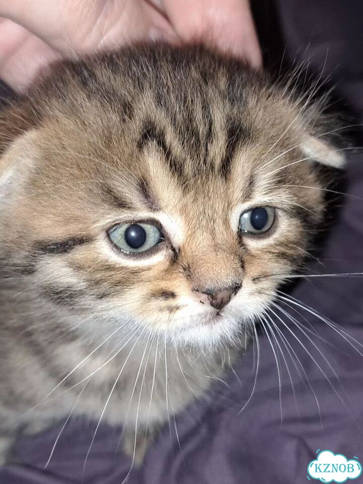 Шотландский вислоухий короткошёрстный котёнок фото 1
