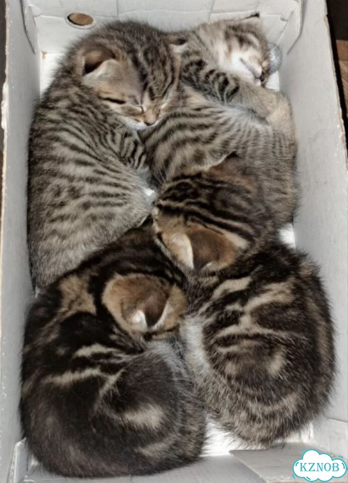 Шотландский вислоухий короткошёрстный котёнок фото 2