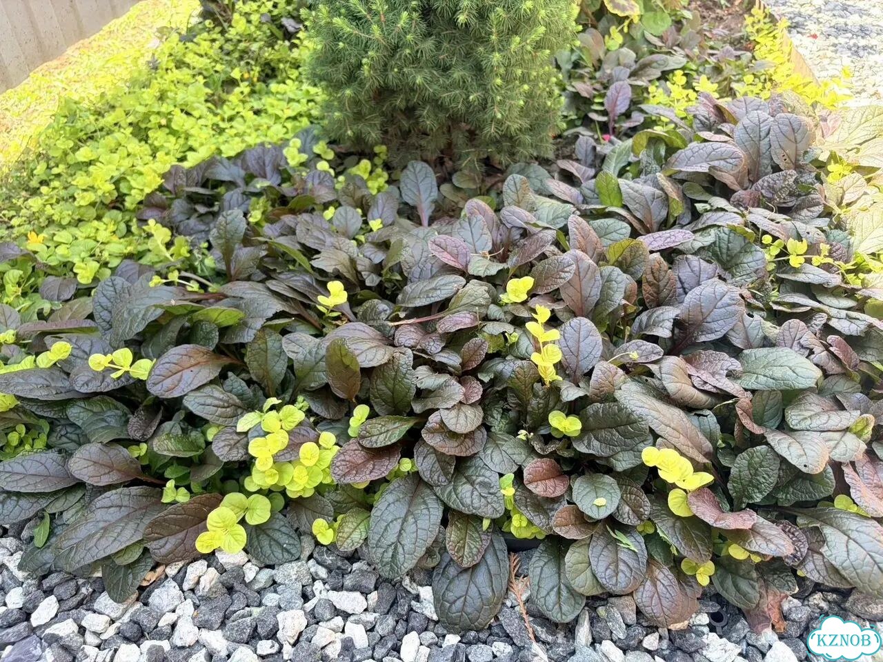 Живучка ползучая Atropurpurea Аюга фото 1
