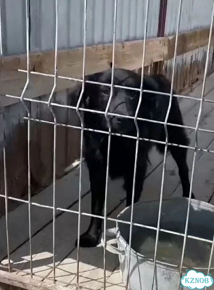 Щенок в добрые руки фото 2
