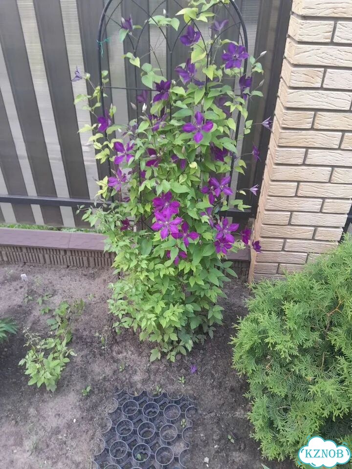 Саженцы клематиса фото 1