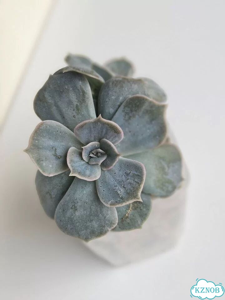 Эхеверия Лилацина (Echeveria lilacina) фото 1
