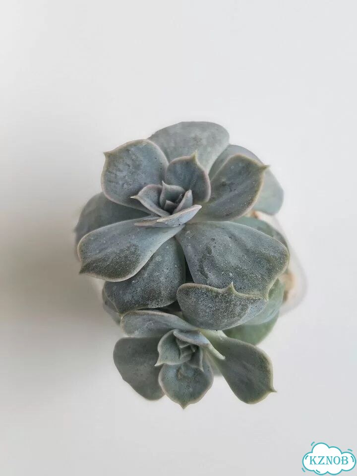 Эхеверия Лилацина (Echeveria lilacina) фото 2