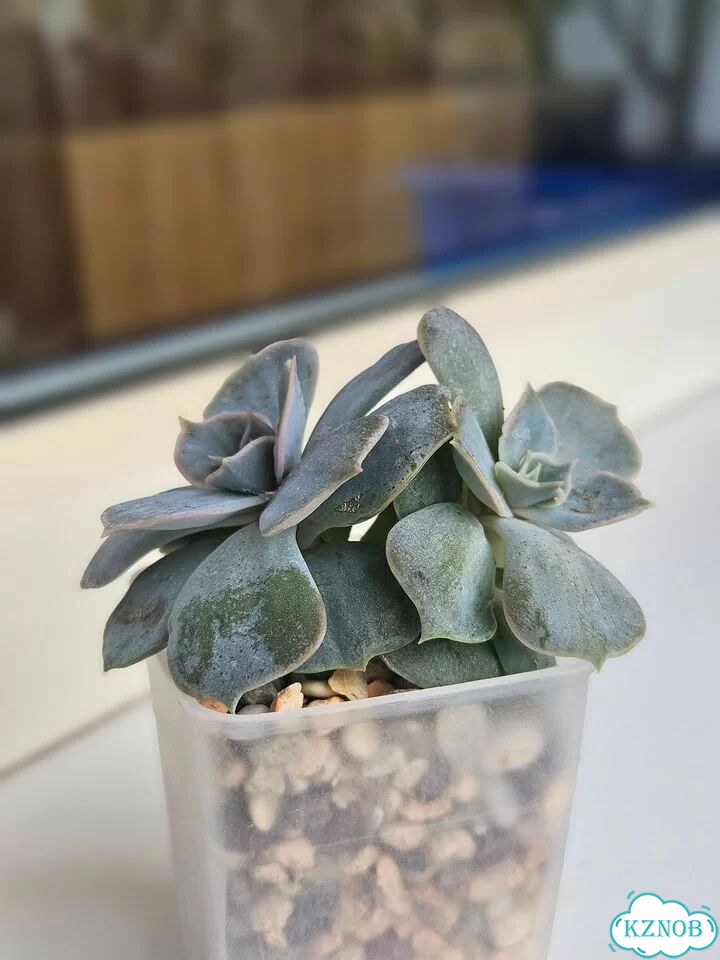 Эхеверия Лилацина (Echeveria lilacina) фото 3
