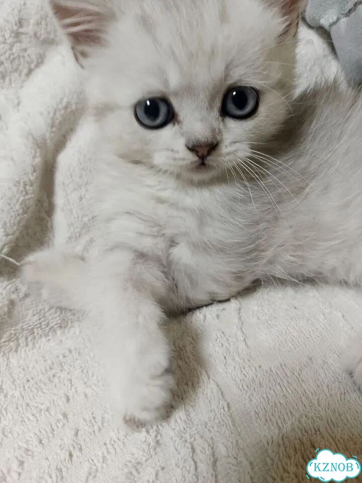 Шотландский прямоухий короткошёрстный котёнок фото 1