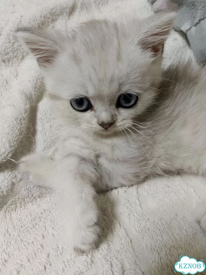 Шотландский прямоухий короткошёрстный котёнок фото 2