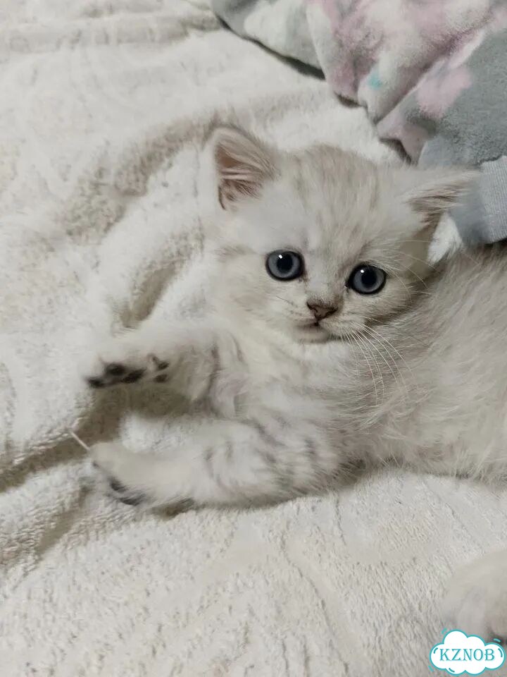 Шотландский прямоухий короткошёрстный котёнок фото 3