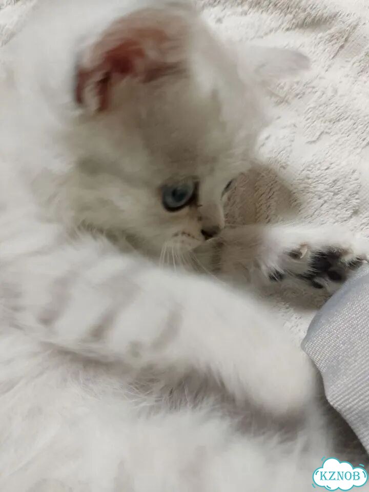 Шотландский прямоухий короткошёрстный котёнок фото 4