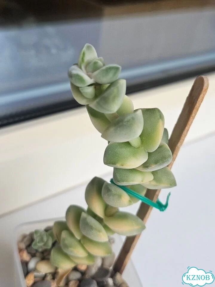 Черенок Крассула Мунлайт (Crassula Moonglow) фото 1