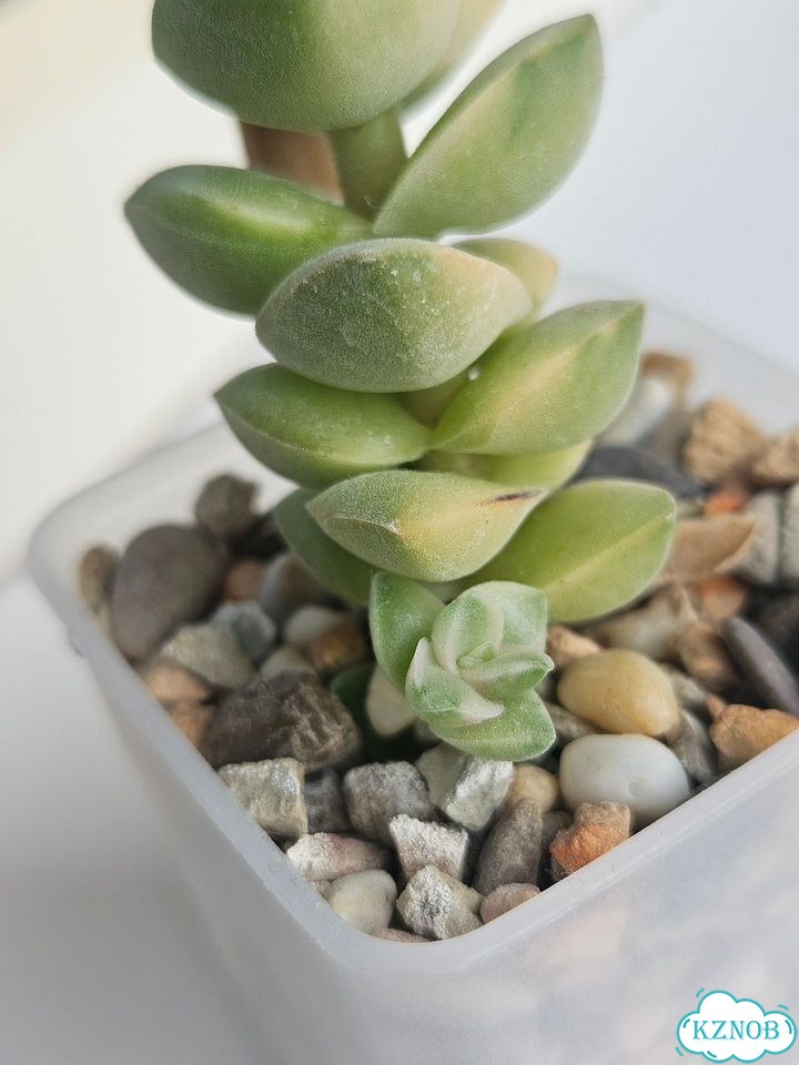 Черенок Крассула Мунлайт (Crassula Moonglow) фото 3