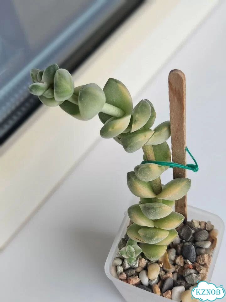 Черенок Крассула Мунлайт (Crassula Moonglow) фото 4