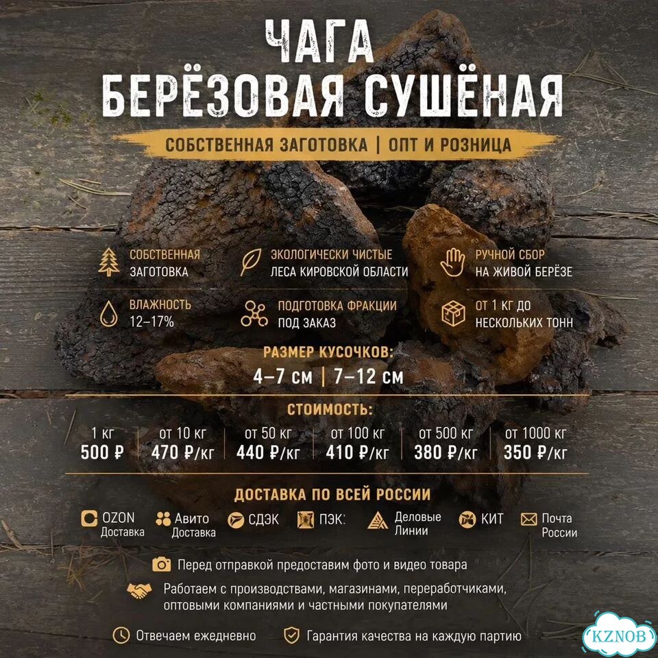 Чага березовая - От 1 кг - Доставка фото 6