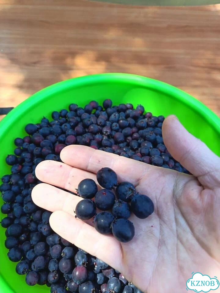 Ирга свежая ягода фото 4