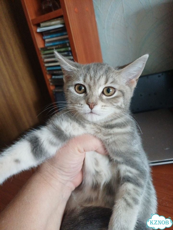 Шотландский прямоухий короткошёрстный котёнок фото 1