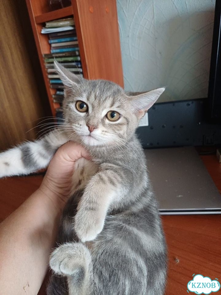 Шотландский прямоухий короткошёрстный котёнок фото 2