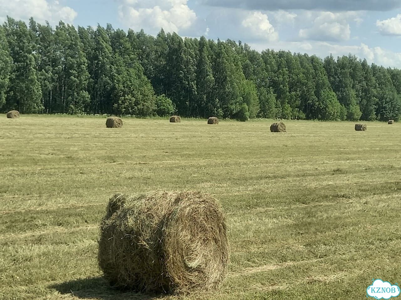 Сено луговое фото 1