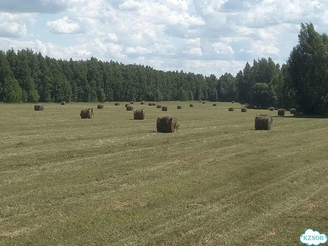 Сено луговое фото 2