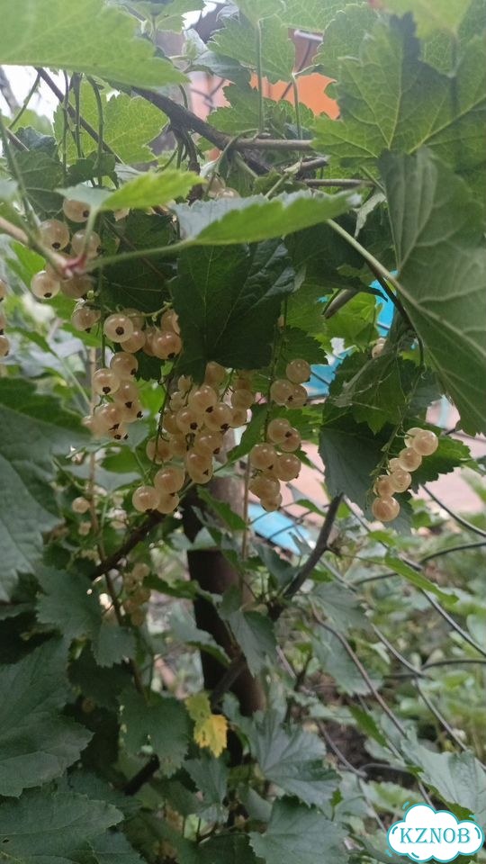Смородина красная и белая кг фото 3