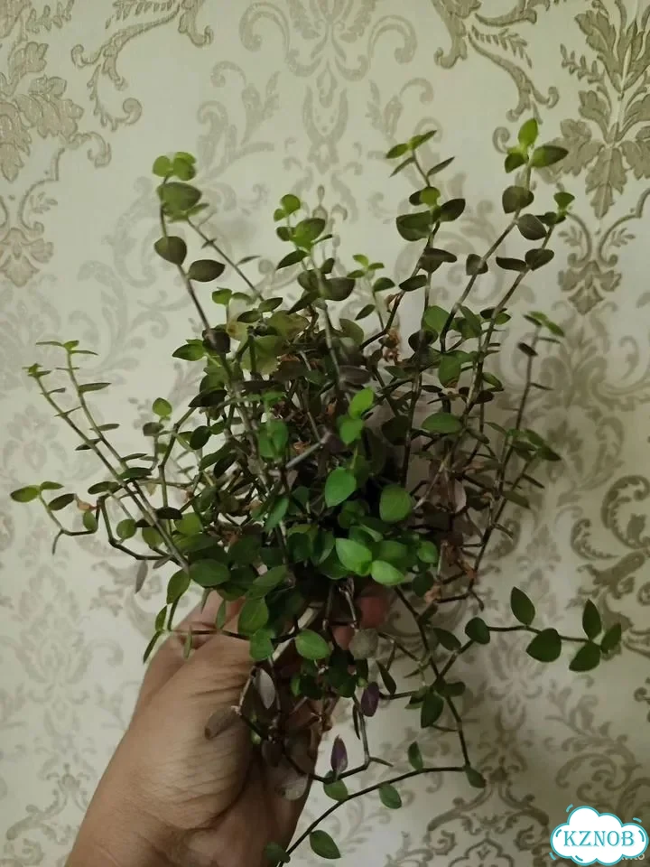 Каллизия ползучая фото 1