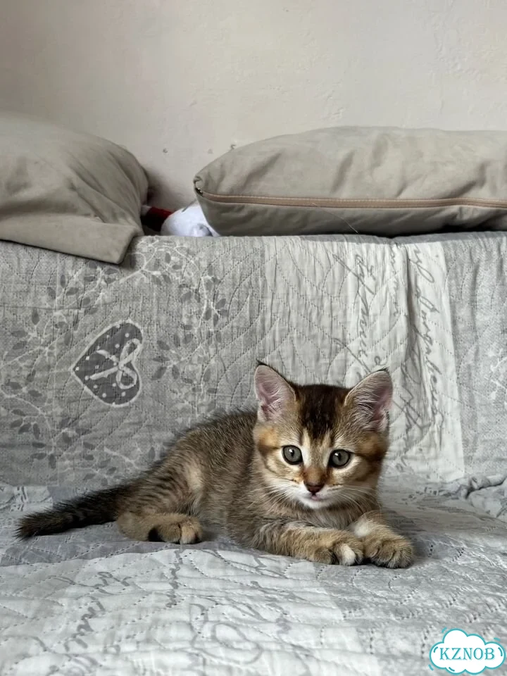 Шотландский прямоухий короткошёрстный котёнок фото 1