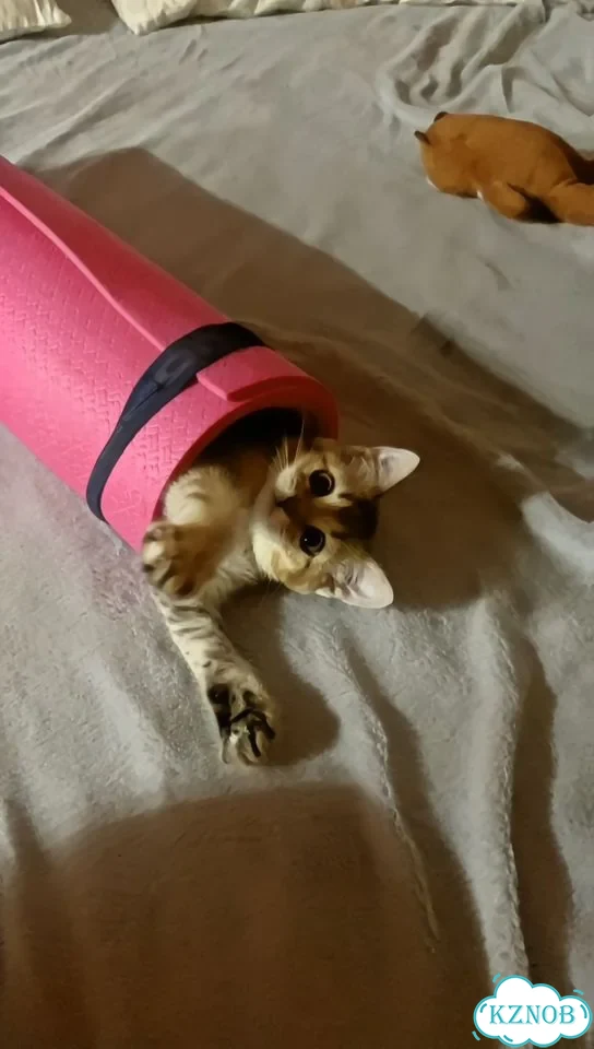 Шотландский прямоухий короткошёрстный котёнок фото 3