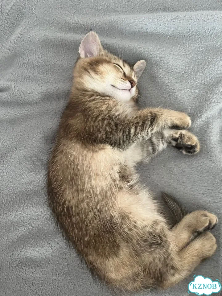 Шотландский прямоухий короткошёрстный котёнок фото 5
