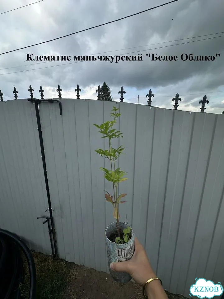 Клематисы и жимолость Р9 Цветущие лианы для сада фото 4