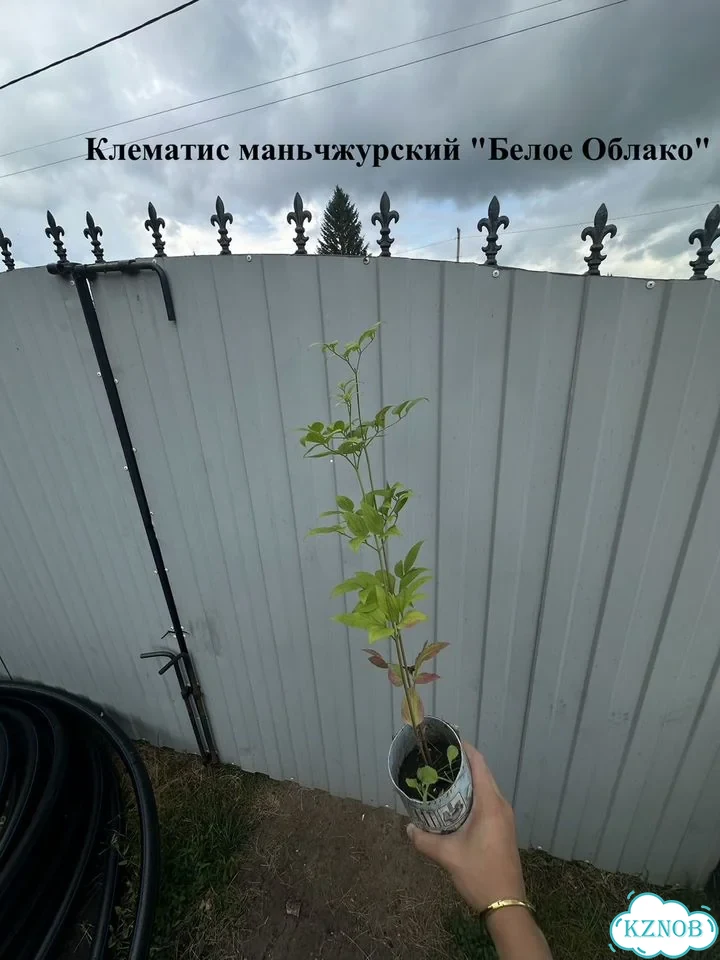 Клематисы и жимолость Р9 Цветущие лианы для сада фото 5
