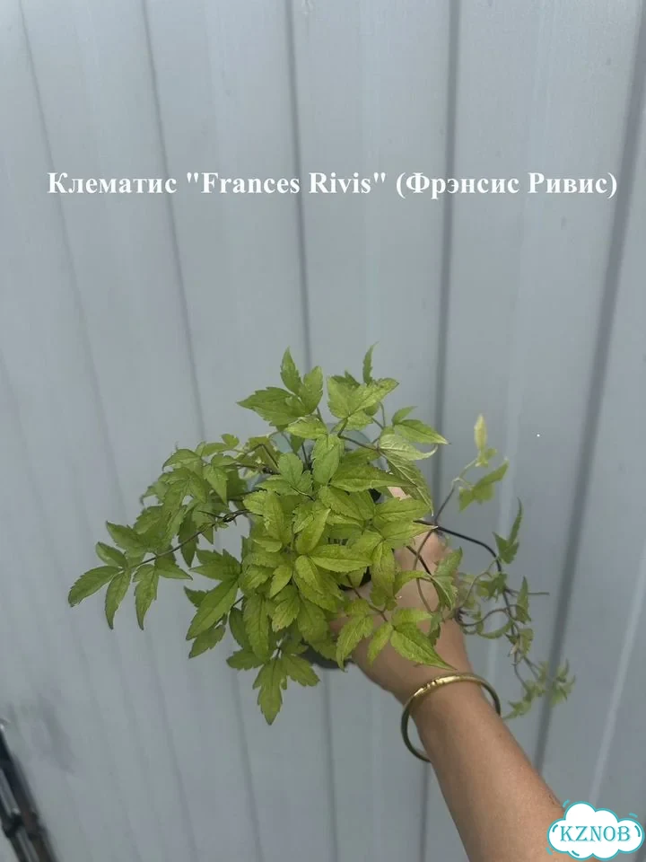 Клематисы и жимолость Р9 Цветущие лианы для сада фото 7