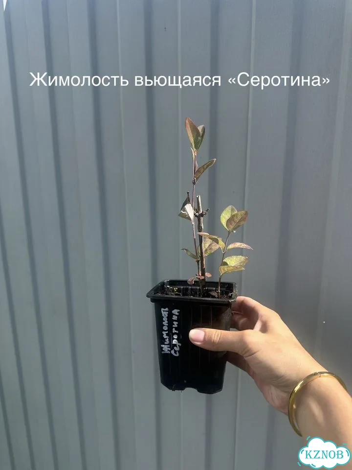 Клематисы и жимолость Р9 Цветущие лианы для сада фото 8