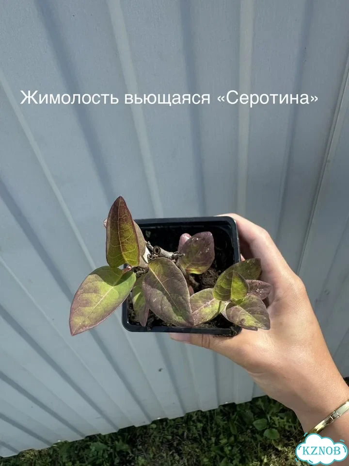 Клематисы и жимолость Р9 Цветущие лианы для сада фото 9