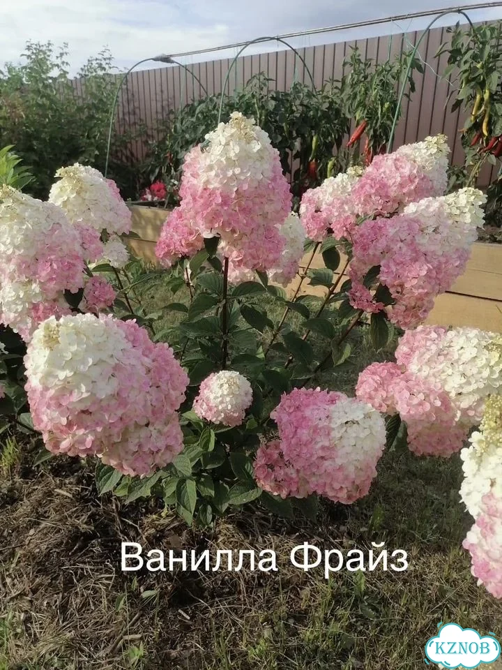 Гортензии Р9, С2 Большой выбор сортов фото 2
